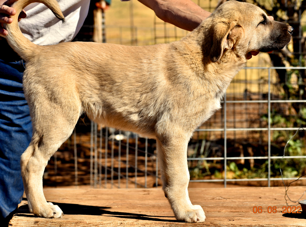 Elkhorn Ginger YELLOW of LUCKY HIT