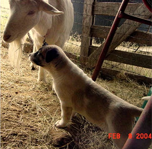 Guzel wants a goat's attention