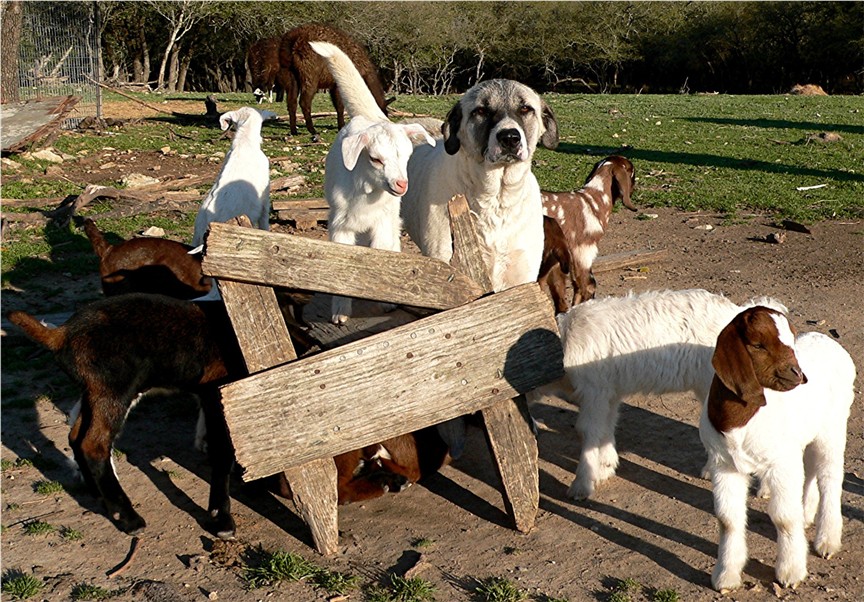 Guzel in newborn pasture surrounded by the very young goat kids she protects.