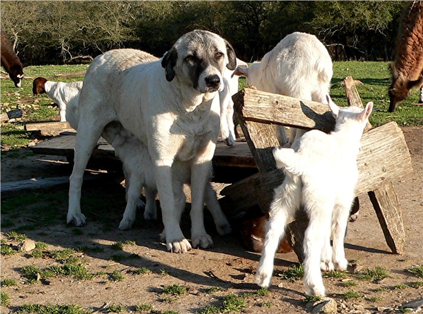 Cerulean Lexa Guzel of Lucky Hit guarding young kids and llamas at Lucky Hit Ranch