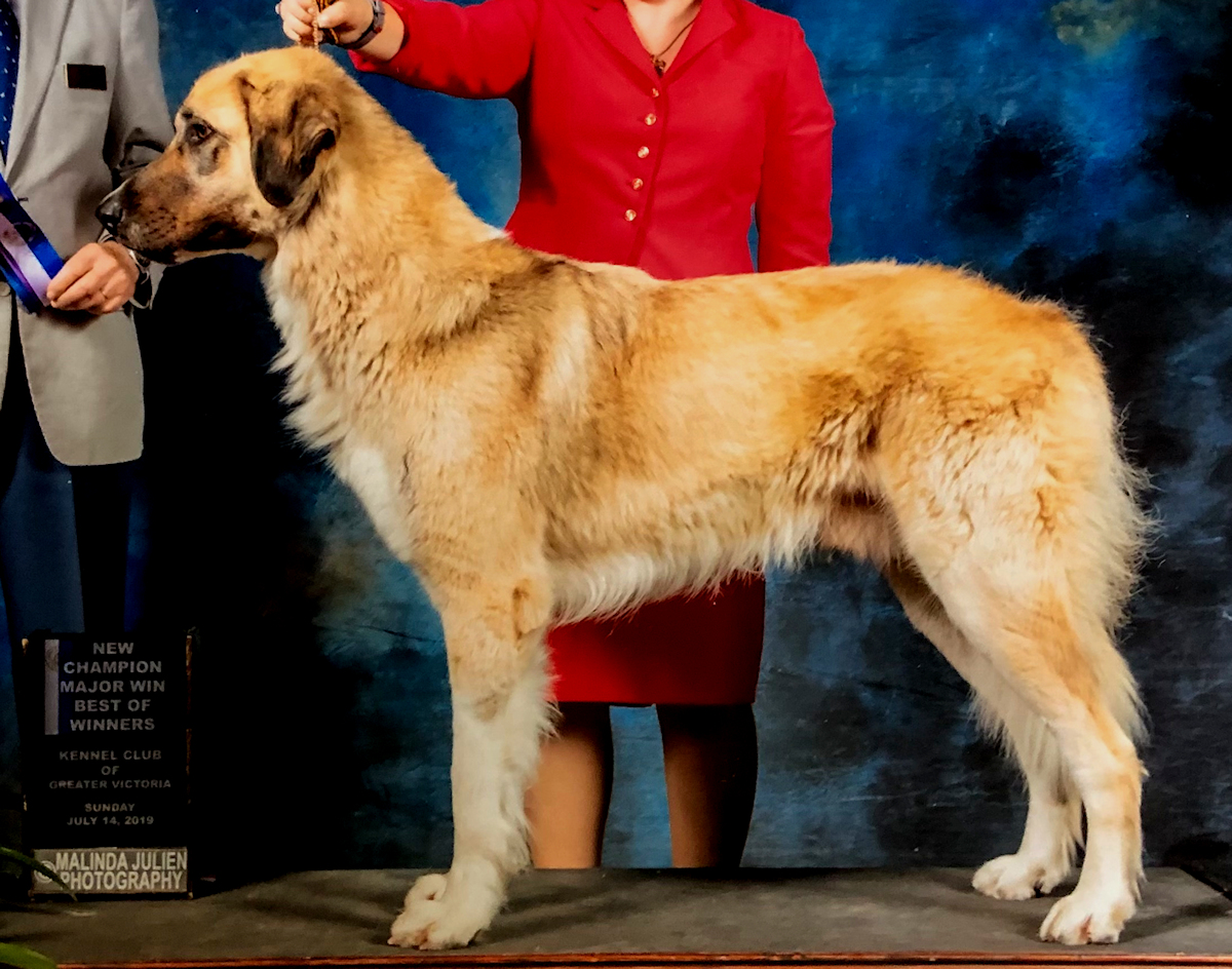 AKC CHAMPION DMF Jameson of Cedar Rock