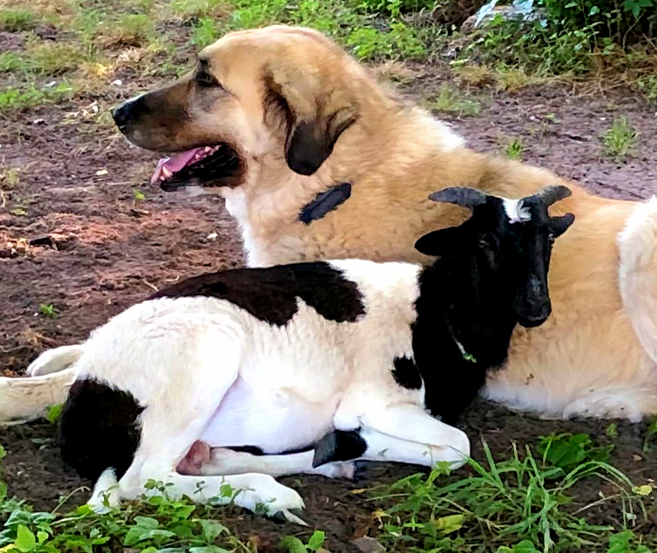 CHAMPION DMF JAMESON OF CEDAR ROCK (JJ) with sheep