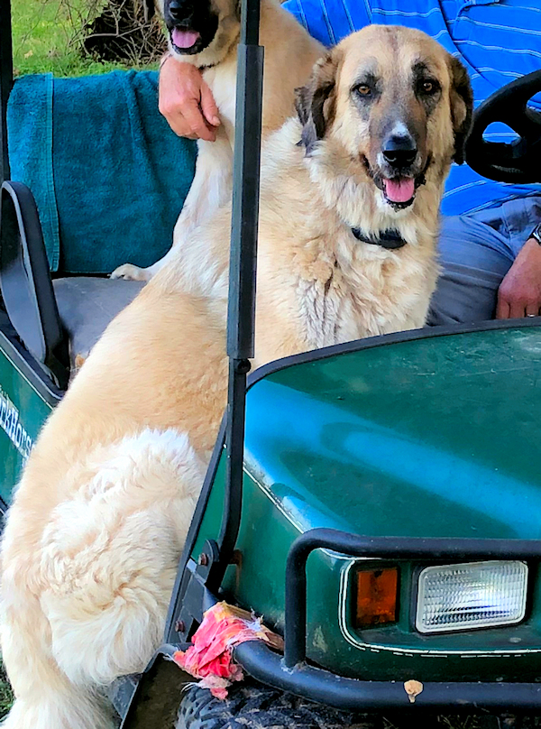 CHAMPION DMF JAMESON OF CEDAR ROCK (JJ) on a ride around the ranch 