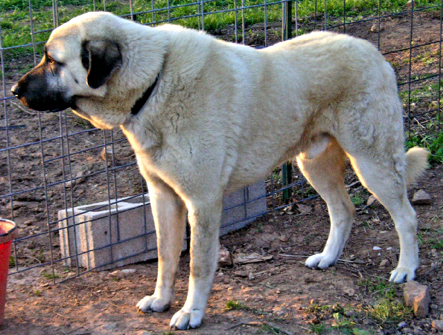 WoodyAcres JonTurk - PWA - PROVEN WORKING GUARDIAN ANATOLIAN MALE