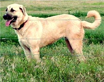 Lucky Hit's Moon Shadow (Jordan) at Dee Hadorn's Ceurelean Farm in Oklahoma!