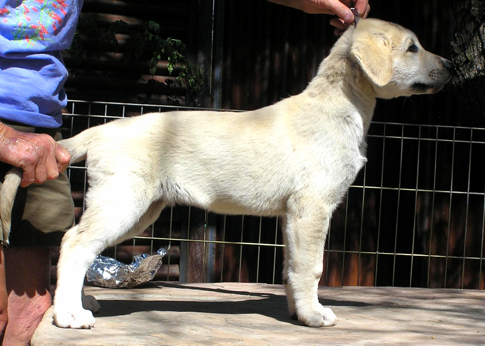 Lucky Hit Kamil Chardonnay of Cibola F04 Female Fawn 