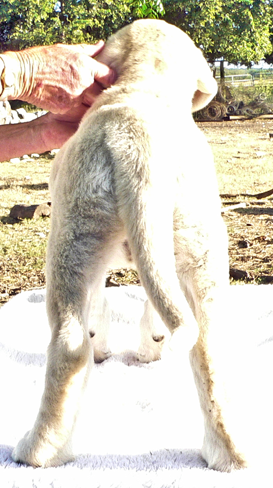 Lucky Hit Kamil Chardonnay of Cibola F04 Female Fawn