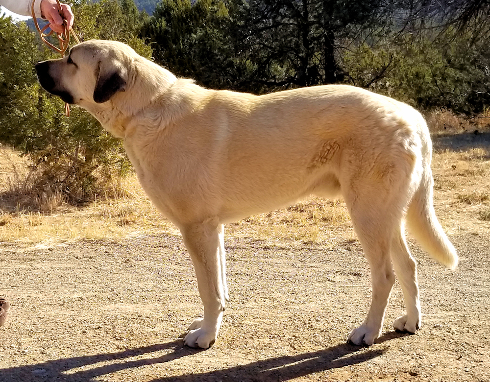 Lucky Hit Kamil Asi (ASI) D1 Male Fawn Black Mask