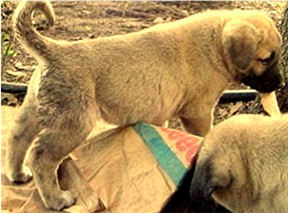 Lucky Hit's Shadow Kaysee (Kaysee) in Texas - Guarding a Variety of Small Farm Animals