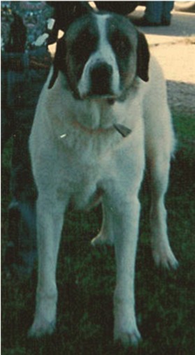 Conard's White King (King)- Fantastic Working Dog for a West Texas Ranch - A Natural Guardian!