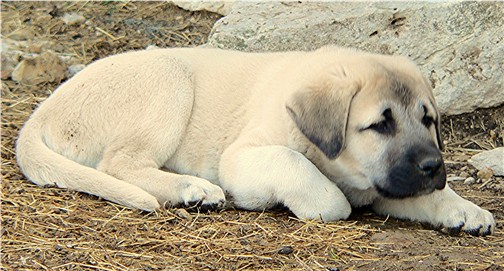 CHAMPION Ashley Manor DivaKiz LUCKY HIT (KIZZIE) at Lucky Hit Ranch when eight weeks old - A Beautiful Female With Correct Type and Sturcture!