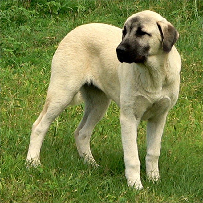 CHAMPION Ashley Manor DivaKiz LUCKY HIT (KIZZIE) at Lucky Hit Ranch when four and a half months old