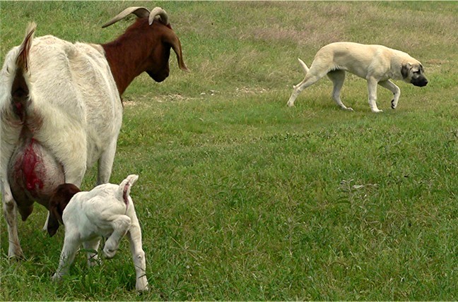 Champion Ashley Manor DivaKiz Lucky Hit (Kizzie) respectfully keeping her distance from newborns at Lucky Hit Ranch