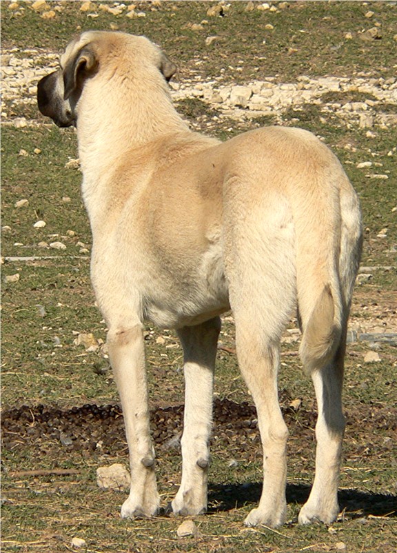 CHAMPION Ashley Manor DivaKiz LUCKY HIT (Kizzie) at Lucky Hit Ranch when four and a half months old