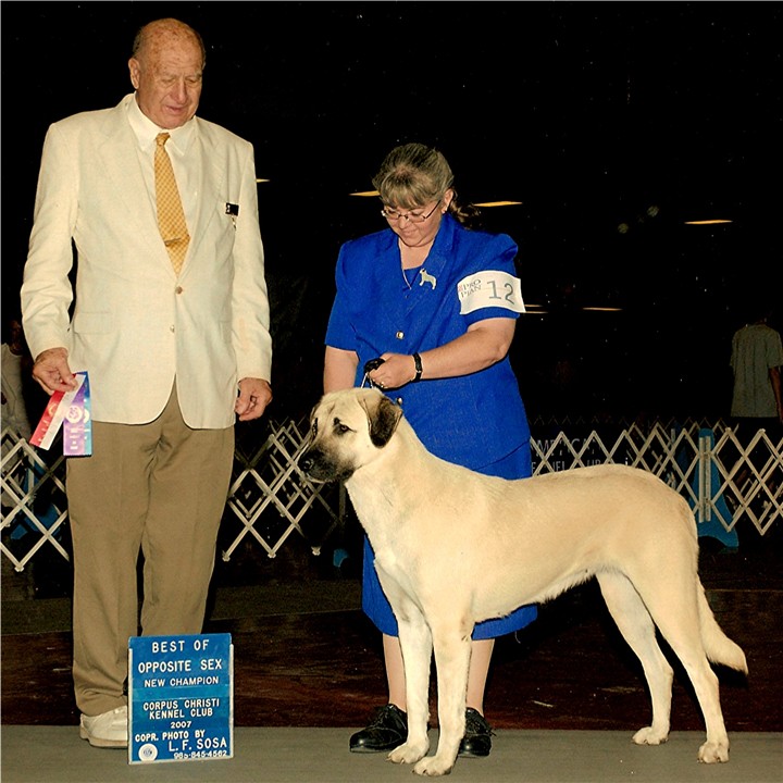 CHAMPION Ashley Manor DivaKiz LUCKY HIT (KIZZIE) completing Championship requirements in only three show weekends