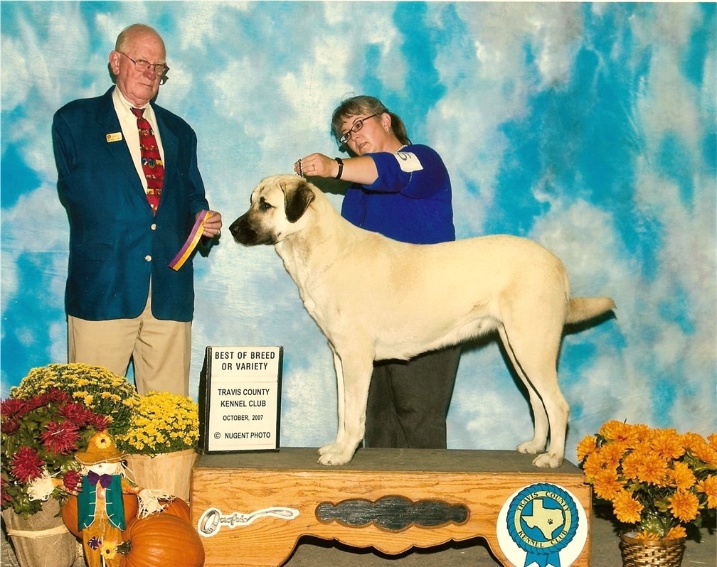 CHAMPION Ashley Manor DivaKiz LUCKY HIT (KIZZIE) winning Best of Breed as a Champion Special