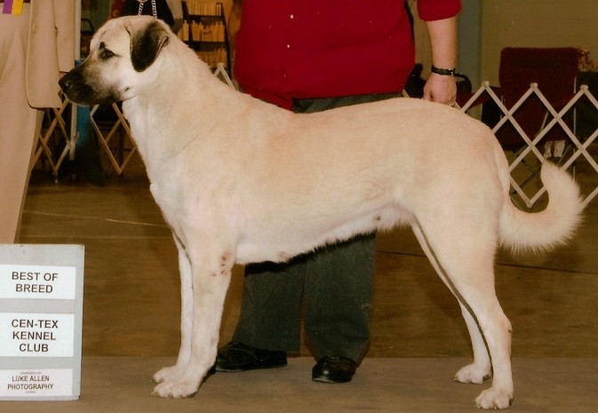 CHAMPION Ashley Manor DivaKiz LUCKY HIT (KIZZIE) winning Best of Breed as a Champion Special