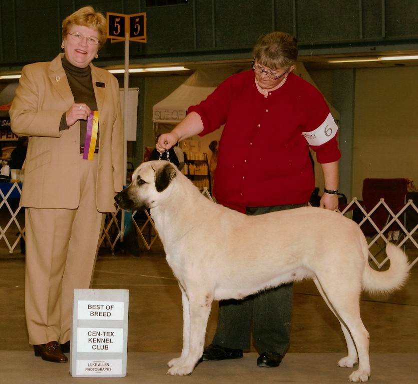 CHAMPION Ashley Manor DivaKiz LUCKY HIT (KIZZIE) winning Best of Breed as a Champion Special