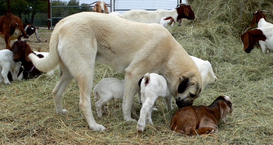 CHAMPION Ashley Manor DivaKiz LuckyHit (KIZZIE) calmly and smoothly moving among her goats to check on their well being