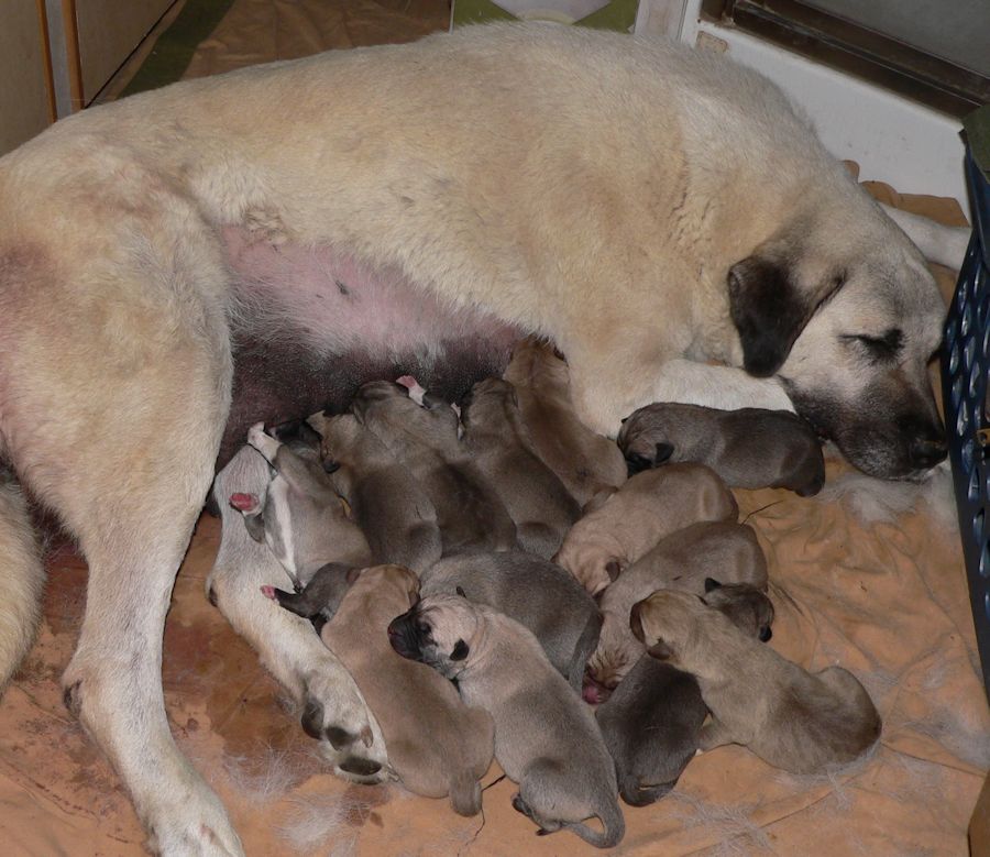 (CHAMPION ASHLEY MANOR DIVAKIZ LUCKYHIT with 13 ZORAN PUPS MAY 22, 2012!!!)