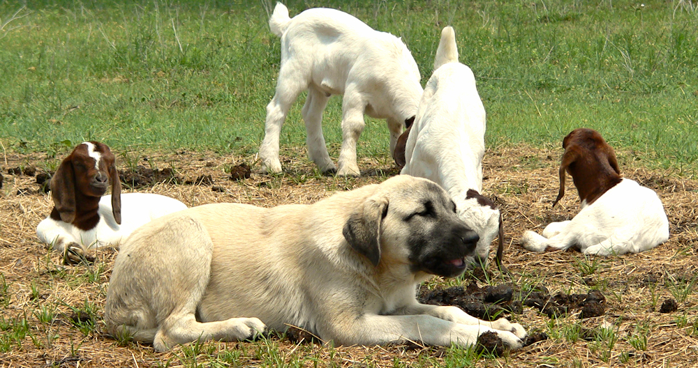 Kizzie calmly enjoying playing with a predator's skin near her friends at Lucky Hit Ranch