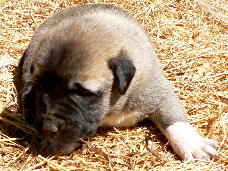   Puppy 1 on 3/1/2011, Female, Grey Fawn/Black Mask Nazik/Kizzie 2/13/2011 litter !!!)