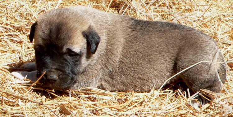   Puppy 1 on 3/1/2011, Female, Grey Fawn/Black Mask Nazik/Kizzie 2/13/2011 litter !!!)