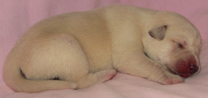 Puppy 2 from February 13,2011 litter at 5 days