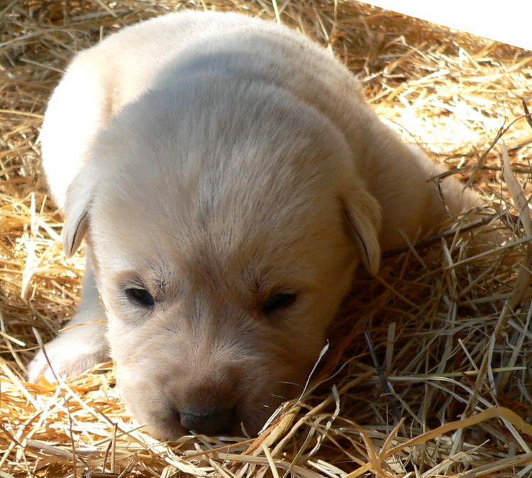    Kaya,Puppy 2, on 3/1/2011 Female, Biscuit and White Nazik/Kizzie 2/13/2011 litter !!!)