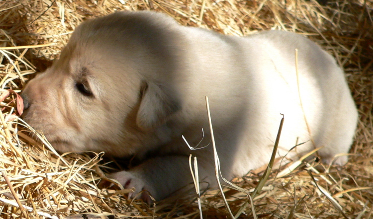   Puppy 2, on 3/1/2011 Female, Biscuit and White Nazik/Kizzie 2/13/2011 litter !!!)