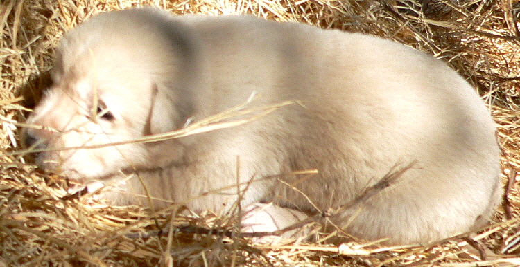   Puppy 2, on 3/1/2011 Female, Biscuit and White Nazik/Kizzie 2/13/2011 litter !!!)