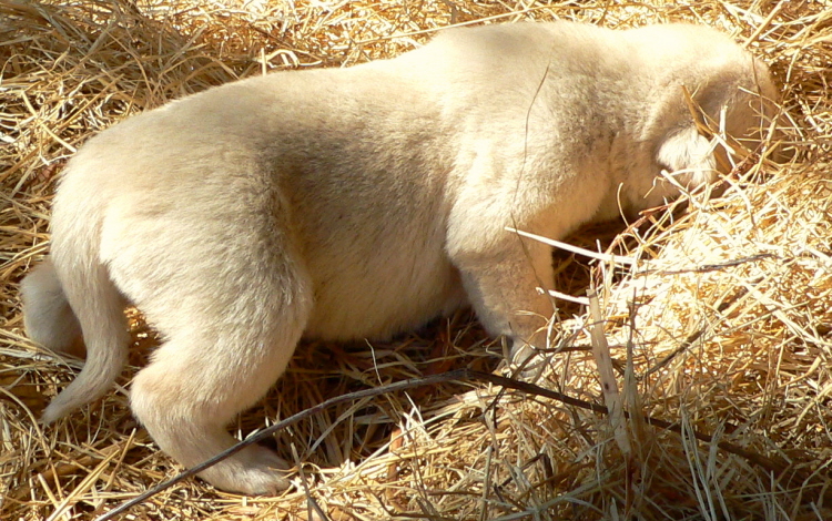   Puppy 2, on 3/1/2011 Female, Biscuit and White Nazik/Kizzie 2/13/2011 litter !!!)