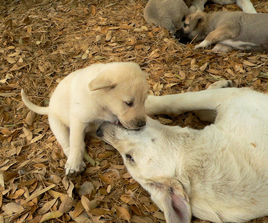    Kaya,Puppy 2, on 3/27/2011 Female, Biscuit and White Nazik/Kizzie 2/13/2011 litter !!!)