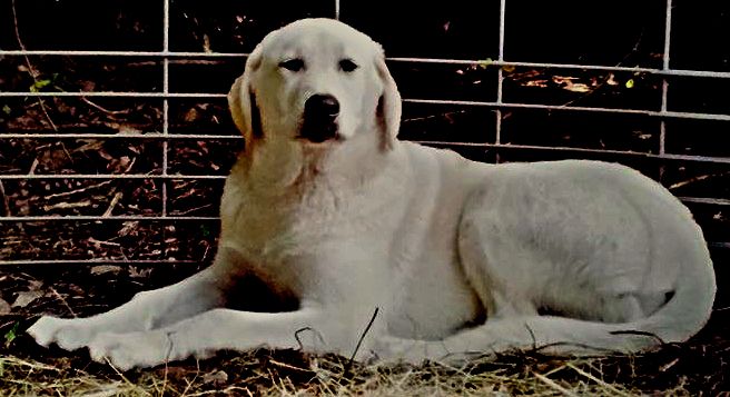    Kaya,Puppy 2, at about six months (June, 2012?) Female, Biscuit and White Nazik/Kizzie 2/13/2011 litter !!!)