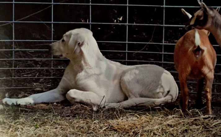    Kaya,Puppy 2, at about six months (June, 2012?) Female, Biscuit and White Nazik/Kizzie 2/13/2011 litter !!!)