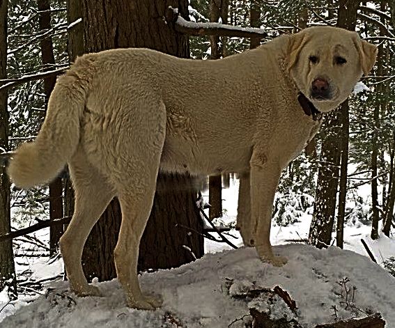    Kaya,Puppy 2, on January 15, 2015, Female, Biscuit and White Nazik/Kizzie 2/13/2011 litter !!!)