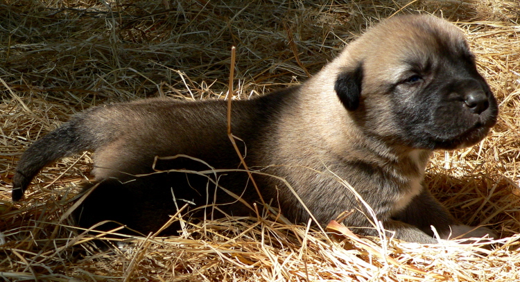   Puppy 3, on 3/1/2011 Male, Grey Fawn/Black Mask Nazik/Kizzie 2/13/2011 litter !!!)