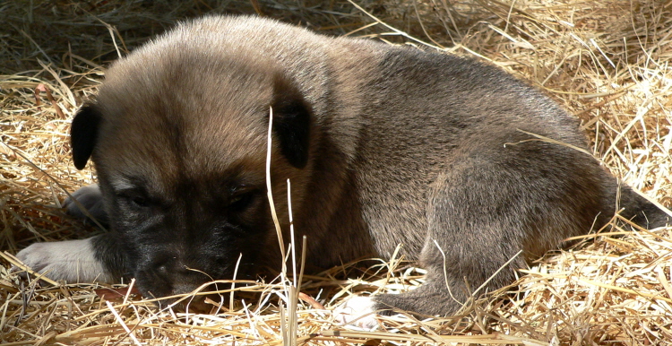   Puppy 3, on 3/1/2011 Male, Grey Fawn/Black Mask Nazik/Kizzie 2/13/2011 litter !!!)