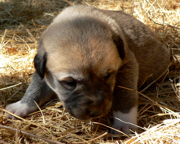   Puppy 4 on 3/1/2011, Female, Grey Fawn/Black Mask Nazik/Kizzie 2/13/2011 litter !!!)