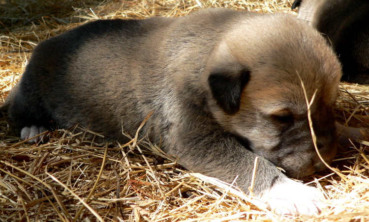   Puppy 4 on 3/1/2011, Female, Grey Fawn/Black Mask Nazik/Kizzie 2/13/2011 litter !!!)