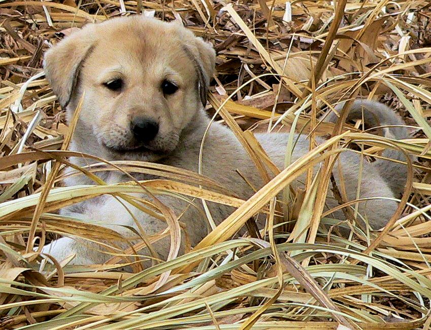 Kizz Me Kate -  Puppy 4 on 3/27/2011, Female, Grey Fawn/Black Mask Nazik/Kizzie 2/13/2011 litter !!!)