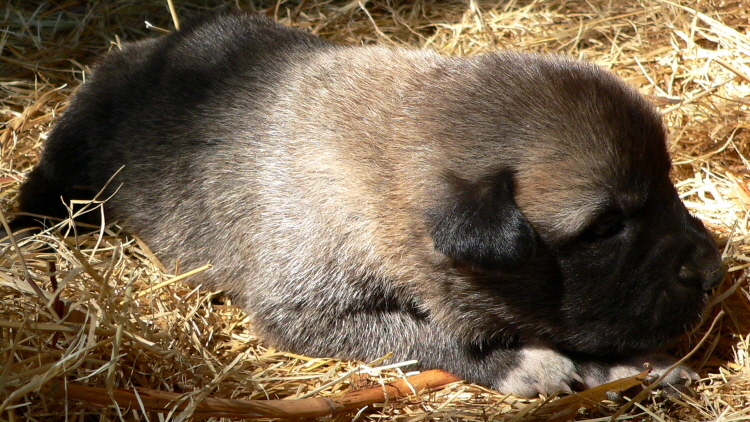   Puppy 5, Male on 3/1/2011, Grey Fawn/Black Mask Nazik/Kizzie 2/13/2011 litter !!!)