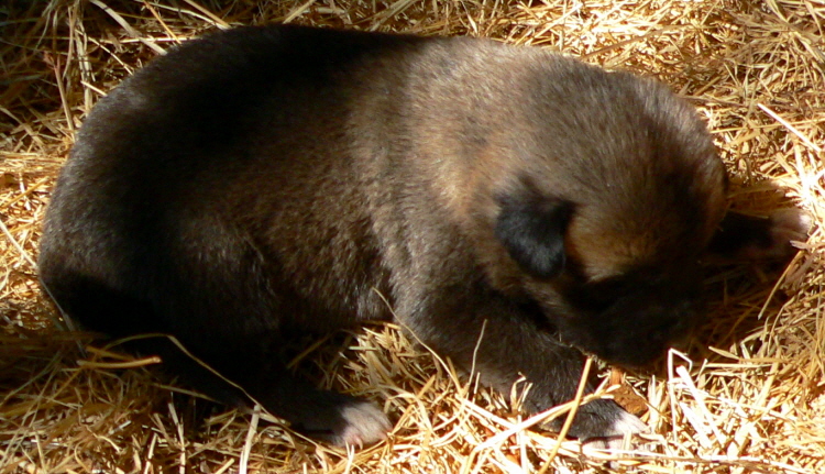   Puppy 5, Male on 3/1/2011, Grey Fawn/Black Mask Nazik/Kizzie 2/13/2011 litter !!!)