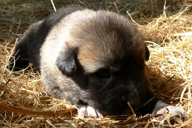   Puppy 5, Male on 3/1/2011, Grey Fawn/Black Mask Nazik/Kizzie 2/13/2011 litter !!!)