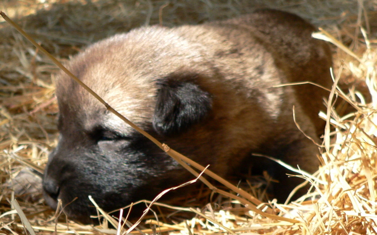   Puppy 5, Male on 3/1/2011, Grey Fawn/Black Mask Nazik/Kizzie 2/13/2011 litter !!!)