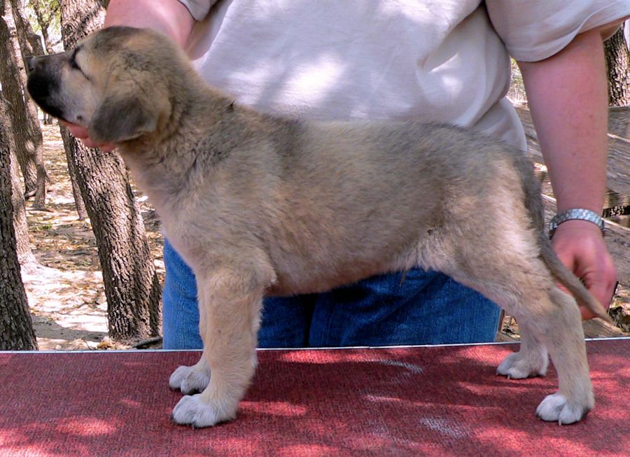   GABRIEL Puppy 5, Male on 4/10/2011, Grey Fawn/Black Mask Nazik/Kizzie 2/13/2011 litter !!!)