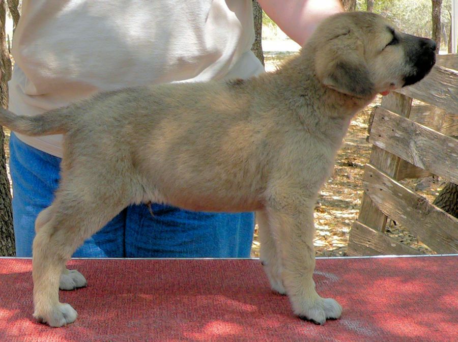   GABRIEL Puppy 5, Male on 4/10/2011, Grey Fawn/Black Mask Nazik/Kizzie 2/13/2011 litter !!!)
