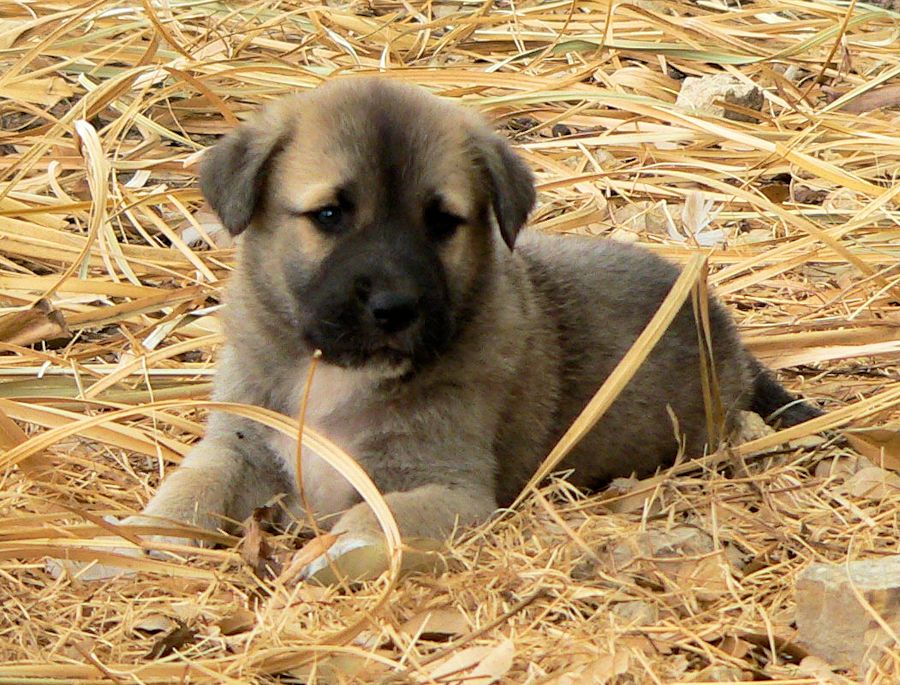   GABRIEL Puppy 5, Male on 3/27/2011, Grey Fawn/Black Mask Nazik/Kizzie 2/13/2011 litter !!!)