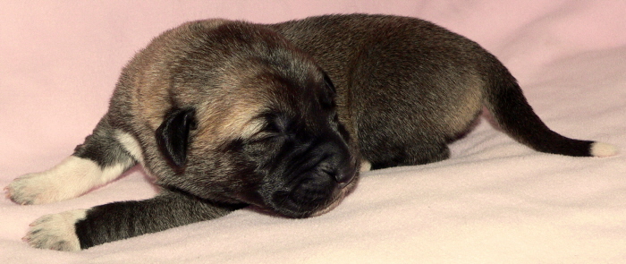   Puppy 6 on 2/18/2011, Female, Grey Fawn/Black Mask Nazik/Kizzie 2/13/2011 litter !!!)