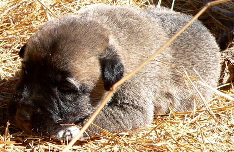   Puppy 6 on 3/1/2011, Female, Grey Fawn/Black Mask Nazik/Kizzie 2/13/2011 litter !!!)